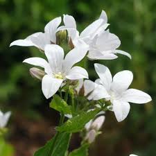 Attēlu rezultāti vaicājumam “Campanula persicifolia leaf”