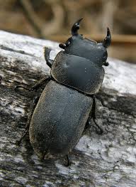 Attēlu rezultāti vaicājumam “Dorcus parallelopipedus”