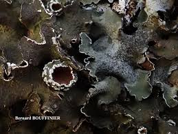 Attēlu rezultāti vaicājumam “Pleurosticta acetabulum”