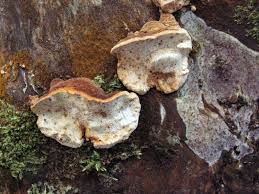 Attēlu rezultāti vaicājumam “Antrodia serialis”