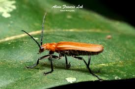 Attēlu rezultāti vaicājumam “Cantharidae”