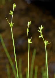 Attēlu rezultāti vaicājumam “Carex loliacea”