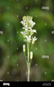 Attēlu rezultāti vaicājumam “Arabis glabra”