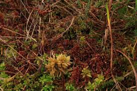 Attēlu rezultāti vaicājumam “Sphagnum rubellum”