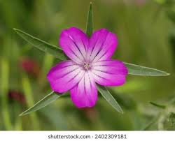 Image result for Kornrade