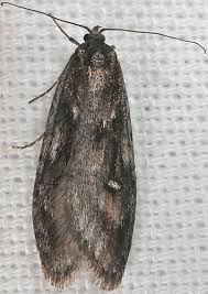 Attēlu rezultāti vaicājumam “Semioscopis oculella”