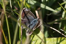 Attēlu rezultāti vaicājumam “Polyommatus icarus female”