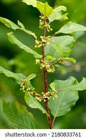 Attēlu rezultāti vaicājumam “Frangula alnus flower”