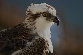 Image result for Pandion haliaetus
