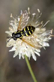 Attēlu rezultāti vaicājumam “Chrysotoxum sp.”