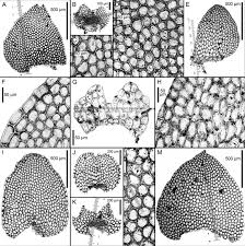 Attēlu rezultāti vaicājumam “Calypogeia suecica”