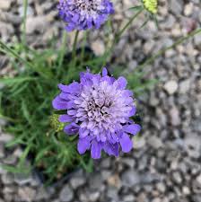 Image result for Scabiosa columbaria