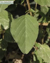 Attēlu rezultāti vaicājumam “Amaranthus retroflexus leaf”