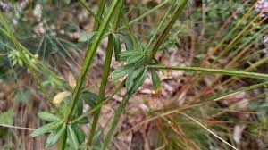 Attēlu rezultāti vaicājumam “Galium album”