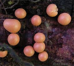 Attēlu rezultāti vaicājumam “Lycogala conicum spores”