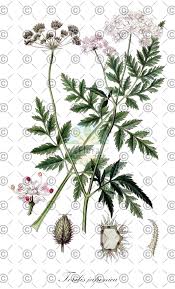 Attēlu rezultāti vaicājumam “Torilis japonica leaf”