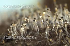 Attēlu rezultāti vaicājumam “Pilobolus crystallinus”