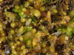 Attēlu rezultāti vaicājumam “Gymnocolea inflata”