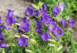 Image result for Campanula medium