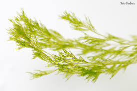 Attēlu rezultāti vaicājumam “Cladophora glomerata”