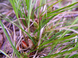 Attēlu rezultāti vaicājumam “Carex scandinavica”