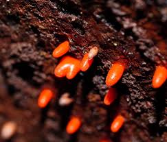 Attēlu rezultāti vaicājumam “Lycogala conicum”