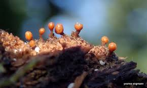 Attēlu rezultāti vaicājumam “Trichia ambigua macro”