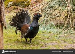 Attēlu rezultāti vaicājumam “Tetrao urogallus”