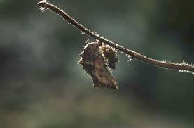 Attēlu rezultāti vaicājumam “Araschnia levana upperside”