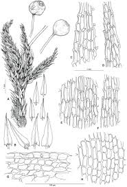Attēlu rezultāti vaicājumam “Philonotis fontana sporophyte”