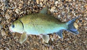 Image result for Ictiobus niger