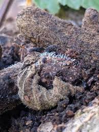 Attēlu rezultāti vaicājumam “Penicillium vulpinum”