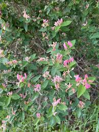 Attēlu rezultāti vaicājumam “Lonicera tatarica”