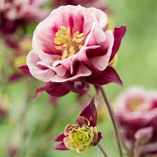 Image result for Aquilegia