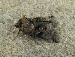 Attēlu rezultāti vaicājumam “Abrostola tripartita”