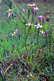 Attēlu rezultāti vaicājumam “Centaurium littorale flower”