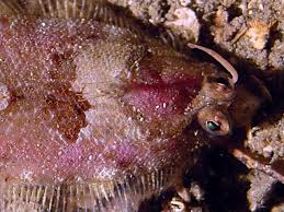 Attēlu rezultāti vaicājumam “Hirudinea”