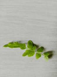 Attēlu rezultāti vaicājumam “Berula erecta leaf”