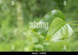 Attēlu rezultāti vaicājumam “Populus x canadensis fruit”