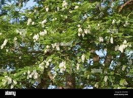 Attēlu rezultāti vaicājumam “Gleditsia triacanthos flower”