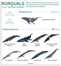Image result for Balaenoptera omurai