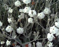 Image result for Lychnis coronaria alba