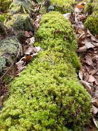 Attēlu rezultāti vaicājumam “Mnium hornum sporophyte”