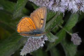 Attēlu rezultāti vaicājumam “Lycaena alciphron”