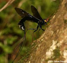 Attēlu rezultāti vaicājumam “Ichneumonidae”