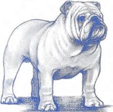 Image result for Bulldogs Power and strength