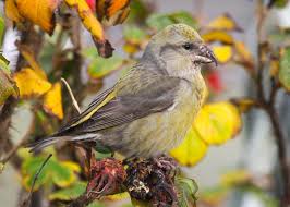 Image result for Loxia curvirostra