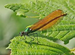 Attēlu rezultāti vaicājumam “Calopteryx virgo female”