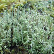 Attēlu rezultāti vaicājumam “Cladonia squamosa”