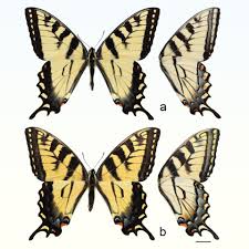 Attēlu rezultāti vaicājumam “Papilionidae”